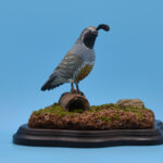 Junior 1 st Best of Show-Mini California Quail – Xander Puhlmann