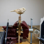 Black Capped Chickadee in progress