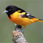 Baltimore Oriole with Glenn Maber