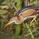 Least Bittern with Wayne Olsen and Bob Steele